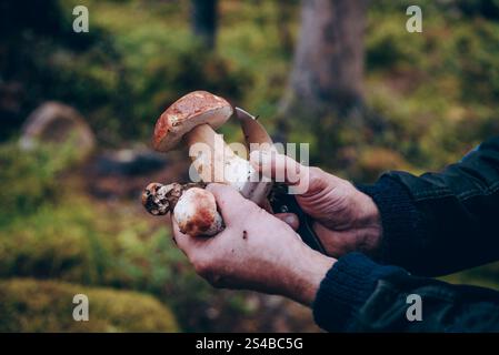 Mann Pilzpflücker, der saisonale Pilzernte im Schatten des Waldes erntet Stockfoto