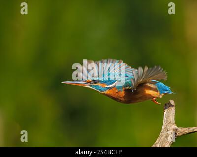 Gewöhnlicher Eisvogel (Alcedo atthis) im Flug, der von einem Ast abhebt, Flügel gespreizt, scharfer Fokus, unscharfer grüner Hintergrund. Stockfoto