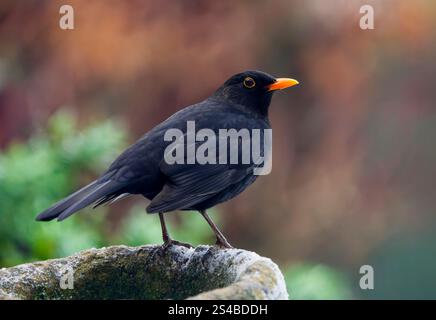 Ein männlicher Schwarzvogel (Turdus merula), auf dem Rand eines Steintopfes, (Seitenansicht) Stockfoto