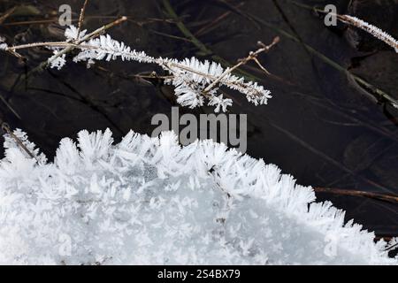 Eiskristalle, die sich entlang des Baches und im Winter auf der Vegetation bilden, North Pennines, Teesdale, County Durham, Großbritannien Stockfoto