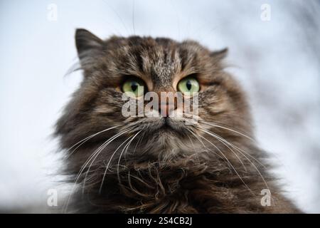 Die Katze schaut zur Seite und sitzt auf einem grünen Rasen. Porträt einer flauschigen grauen Katze mit grünen Augen in der Natur, Nahaufnahme. Sibirische Rasse Stockfoto