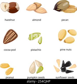 Samen und Nüsse Vektorsymbole im Cartoon-Stil. Samen und Nüsse Vektorsymbole im Cartoon-Stil. Set von Nüssen Haselnuss und Pekannuss, Nahrung von Nüssen Kakaoschote und Kürbissamen Illustration Stock Vektor