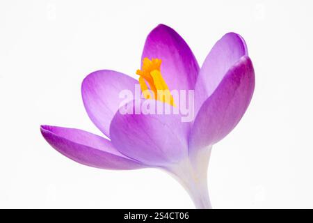 Nahaufnahme eines Crocus tommasinianus vor weißem Hintergrund Stockfoto