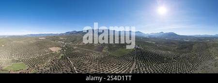Aus der Vogelperspektive auf eine riesige Olivenhainlandschaft mit Bergen im Hintergrund unter einem klaren blauen Himmel. Stockfoto