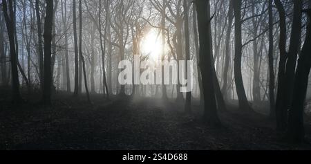 Sonnenlicht durch einen nebeligen Buchenwald im Winter Stockfoto