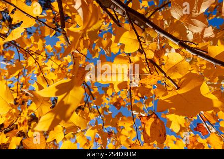 Laub eines Tulpenbaumes bei Herbstwetter, eines Tulpenbaumes mit gelblichem Laub Stockfoto