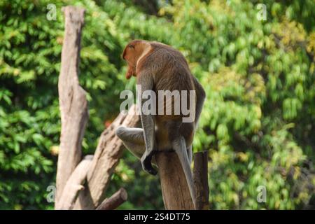 Proboscis Affe oder Nasalis Larvatus. Erstaunlicher Affe mit einer großen Nase. Stockfoto
