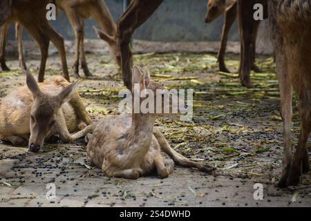 Rusa timorensis (Javan rusa). Rusa timorensis sind von Java, Bali, Süd-Kalimantan, Nusa Tenggara (einschließlich Timor-Leste), Sulawesi und Maluk verbreitet Stockfoto