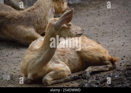 Rusa timorensis (Javan rusa). Rusa timorensis sind von Java, Bali, Süd-Kalimantan, Nusa Tenggara (einschließlich Timor-Leste), Sulawesi und Maluk verbreitet Stockfoto