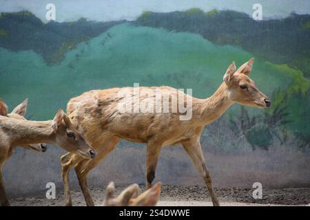 Rusa timorensis (Javan rusa). Rusa timorensis sind von Java, Bali, Süd-Kalimantan, Nusa Tenggara (einschließlich Timor-Leste), Sulawesi und Maluk verbreitet Stockfoto