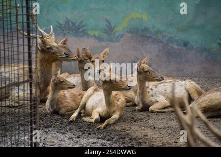 Rusa timorensis (Javan rusa). Rusa timorensis sind von Java, Bali, Süd-Kalimantan, Nusa Tenggara (einschließlich Timor-Leste), Sulawesi und Maluk verbreitet Stockfoto