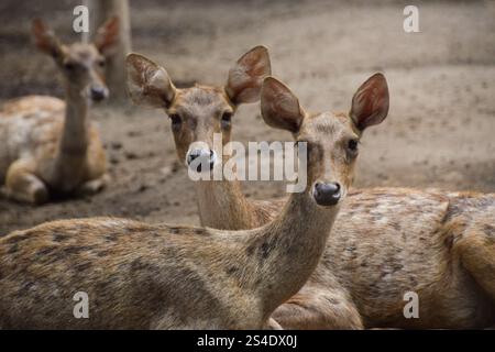 Rusa timorensis (Javan rusa). Rusa timorensis sind von Java, Bali, Süd-Kalimantan, Nusa Tenggara (einschließlich Timor-Leste), Sulawesi und Maluk verbreitet Stockfoto