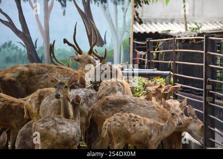 Rusa timorensis (Javan rusa). Rusa timorensis sind von Java, Bali, Süd-Kalimantan, Nusa Tenggara (einschließlich Timor-Leste), Sulawesi und Maluk verbreitet Stockfoto