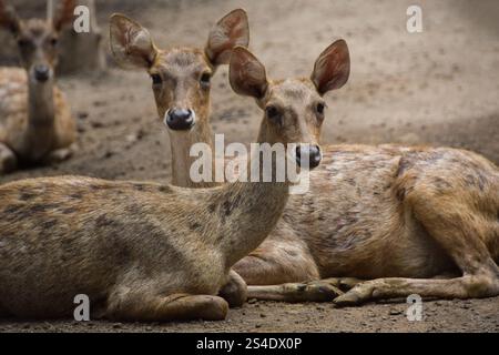 Rusa timorensis (Javan rusa). Rusa timorensis sind von Java, Bali, Süd-Kalimantan, Nusa Tenggara (einschließlich Timor-Leste), Sulawesi und Maluk verbreitet Stockfoto