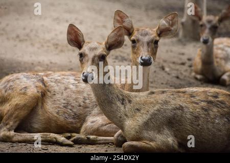 Rusa timorensis (Javan rusa). Rusa timorensis sind von Java, Bali, Süd-Kalimantan, Nusa Tenggara (einschließlich Timor-Leste), Sulawesi und Maluk verbreitet Stockfoto