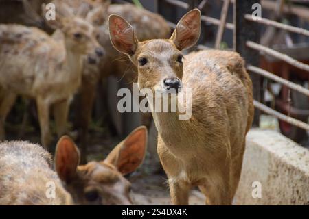 Rusa timorensis (Javan rusa). Rusa timorensis sind von Java, Bali, Süd-Kalimantan, Nusa Tenggara (einschließlich Timor-Leste), Sulawesi und Maluk verbreitet Stockfoto