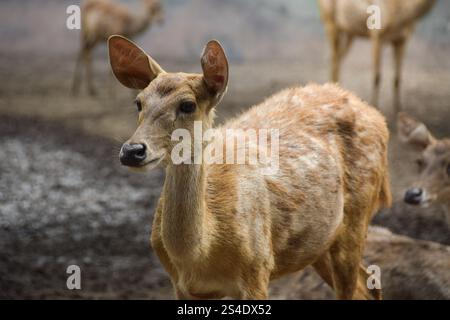 Rusa timorensis (Javan rusa). Rusa timorensis sind von Java, Bali, Süd-Kalimantan, Nusa Tenggara (einschließlich Timor-Leste), Sulawesi und Maluk verbreitet Stockfoto