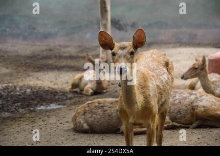 Rusa timorensis (Javan rusa). Rusa timorensis sind von Java, Bali, Süd-Kalimantan, Nusa Tenggara (einschließlich Timor-Leste), Sulawesi und Maluk verbreitet Stockfoto