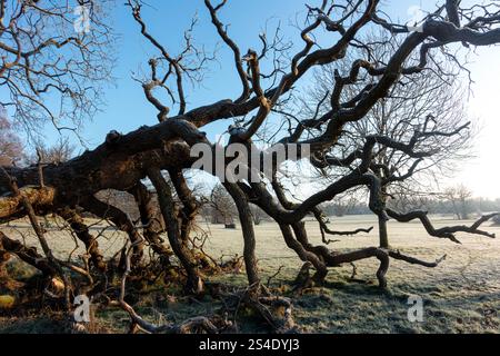Ein alter, knorriger Baum ist im Prospect Park, in Großbritannien, gefallen, der früh an einem frostigen Wintertag fotografiert wurde. Stockfoto