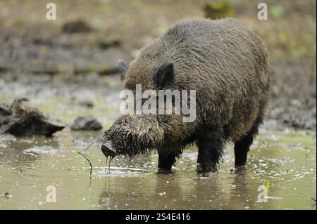 Ein Wildschwein sucht im matschigen Wasser nach Nahrung, Wildschwein (Sus scrofa), Hessen Stockfoto