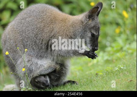 Kängurufütterung, ein Jungtier ist in der Tragetasche versteckt, Rothalswallaby (Macropus rufogriseus rufogriseus), gefangen gehalten Stockfoto