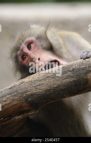 Ein neugieriger Affe mit einem ausdrucksstarken Gesicht beißt in ein Stück Holz, ein rotgesichtiger Makaken (Macaca fuscata), gefangen gehalten Stockfoto