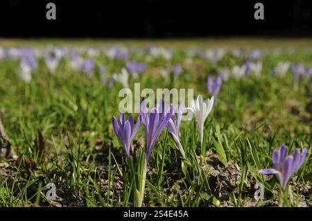 Violette und weiße Krokusse auf einer grünen Wiese im Frühjahr, Maiglöckchen (Convallaria majalis), Bayern Stockfoto