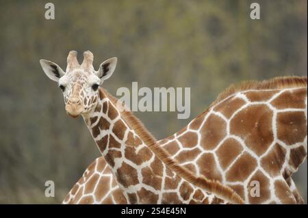 Giraffe zeigt ihren langen Hals und das wunderschöne Pelzmuster in natürlicher Umgebung, Netzgiraffe (Giraffa camelopardalis reticulata), gefangen gehalten Stockfoto