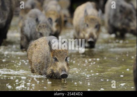 Eine Gruppe von Wildschweinen, die durch das Wasser ziehen, Wildschwein (Sus scrofa), Hessen Stockfoto