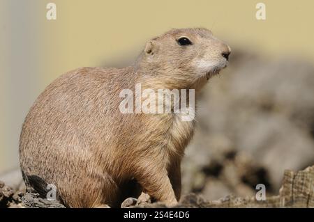 Ein aufrechter Präriehund sitzt auf Holz und blickt in die Ferne, Schwarzschwanz Präriehund (Cynomys ludovicianus), gefangen Stockfoto
