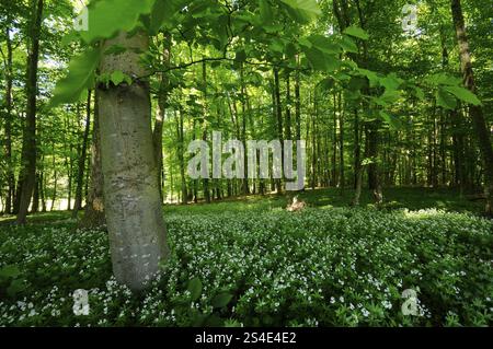 Ein grüner Wald mit vielen Bäumen und eine blühende Wiese voller weißer Blumen mit Sonnenlicht, Holzdruff (Asperula odorata), Franken Stockfoto