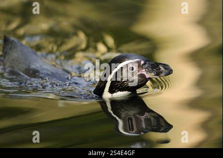 Nahaufnahme eines schwimmenden Pinguins, in ruhigem Wasser und weicher Reflexion, Humboldt-Pinguin (Spheniscus humboldti), Gefangener Stockfoto