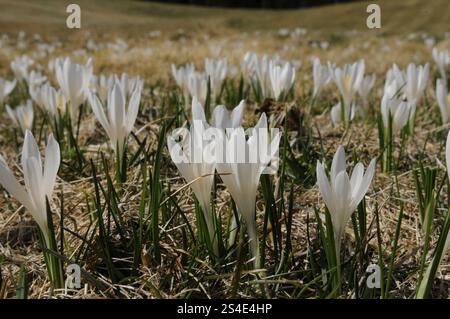 Weiße Krokusse auf trockener Wiese im Frühjahr, Maiglöckchen (Convallaria majalis), Bayern Stockfoto