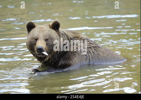 Ein Braunbär sitzt im Wasser mit einem Fisch im Mund, Eurasischer Braunbär (Ursus arctos arctos), Nationalpark Bayerischer Wald Stockfoto