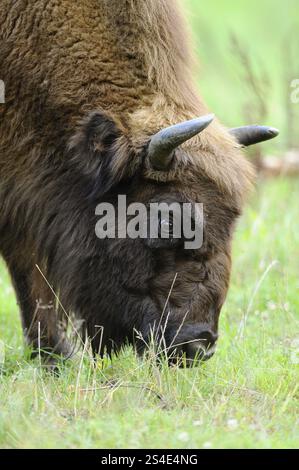 Nahaufnahme eines Weidebisons auf einer Wiese, Bison (Bos bonasus), Deutschland, Europa Stockfoto