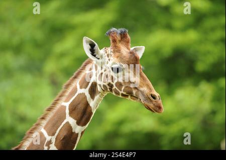 Kopf einer Giraffe mit markantem Pelzmuster vor einem grünen, natürlichen Hintergrund, Netzgiraffe (Giraffa camelopardalis reticulata), Capti Stockfoto