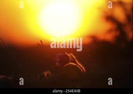 Eine Blume vor einem glühenden Sonnenuntergang, im warmen Licht der untergehenden Sonne, Pasque Blume (Pulsatilla vulgaris), Oberpfalz Stockfoto