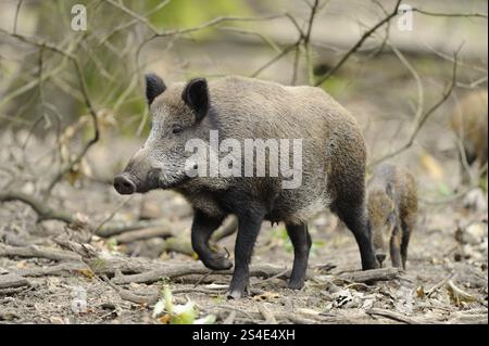 Ein Wildschwein spaziert durch den Wald, begleitet von einem kleineren Tier, dem Wildschwein (Sus scrofa), Hessen Stockfoto