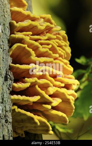 Hellorange-gelbe Pilze, die von der Seite eines Baumes sprießen, Schwefelpolypore (Laetiporus sulphureus), Bayern Stockfoto