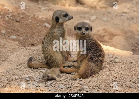 Grabeule (Suricata suricatta), Erwachsene, zwei Erwachsene, Jugendliche, Neugeborene, Baby, in der Höhle Stockfoto