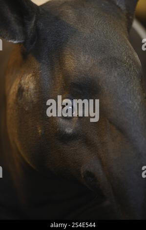 Profilansicht eines Tapirs mit Schwerpunkt auf Licht und Schatten, Tapirus indicus, gefangen Stockfoto