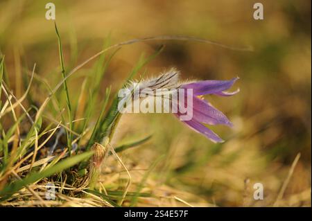 Seitliche violette Blume im hohen Gras auf Naturgrund, Pasque Blume (Pulsatilla vulgaris), Oberpfalz Stockfoto