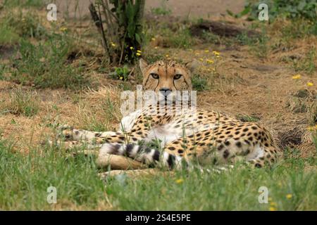 Nordostafrikanischer Gepard (Acinonyx jubatus soemmeringii), Erwachsene, alarmiert, liegend, in Gefangenschaft Afrika, Nordostafrika Stockfoto