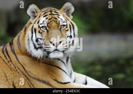 Nahaufnahme eines majestätischen Tigers mit detaillierten Streifen im Hintergrund, Sibirischer Tiger (Panthera tigris altaica), Gefangener, Vorkommen Russland Stockfoto