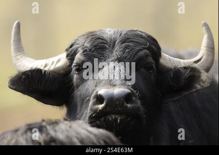Nahaufnahme eines schwarzen Büffels mit Hörnern und dunklem Fell, Wasserbüffel (Bubalus arnee), Bayern Stockfoto