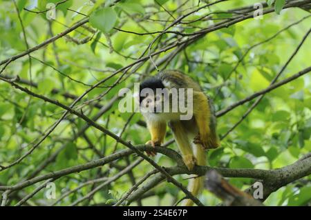 Ein kleiner Affe mit gelbem und schwarzem Fell sitzt auf einem Ast im dichten Grün, Guyana-Schädelaffen (Saimiri sciureus), gefangen Stockfoto