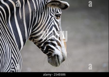 Zebra im Profil mit deutlich sichtbaren Streifen, auf grauem Hintergrund, Grevyzebra (Equus grevyi), unverlierbar Stockfoto