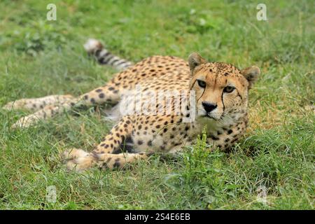 Nordostafrikanischer Gepard (Acinonyx jubatus soemmeringii), Erwachsene, alarmiert, liegend, in Gefangenschaft Afrika, Nordostafrika Stockfoto