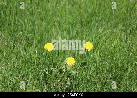 Drei Löwenzahn blühen gegen dickes grünes Gras Stockfoto