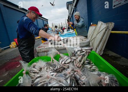 Richmond, Kanada. Januar 2025. Ein Freiwilliger packt Heringe zum Verkauf während der jährlichen Wohltätigkeitsveranstaltung „Fishing men Children with Cancer“ im Steveston Harbour in Richmond, British Columbia, Kanada, 11. Januar 2025. Quelle: Liang Sen/Xinhua/Alamy Live News Stockfoto